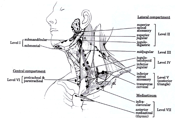 head lymph node diagram